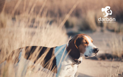 ¿Cómo actuar si tu perro se clava una espiga?