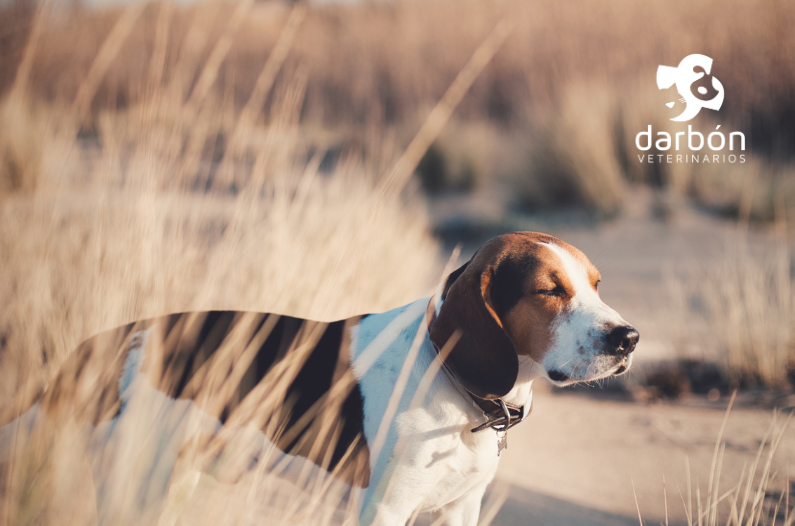 ¿Cómo actuar si tu perro se clava una espiga?