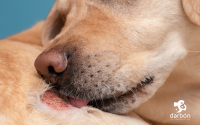 ¿Qué dice su piel? Problemas dermatológicos comunes en perros y gatos