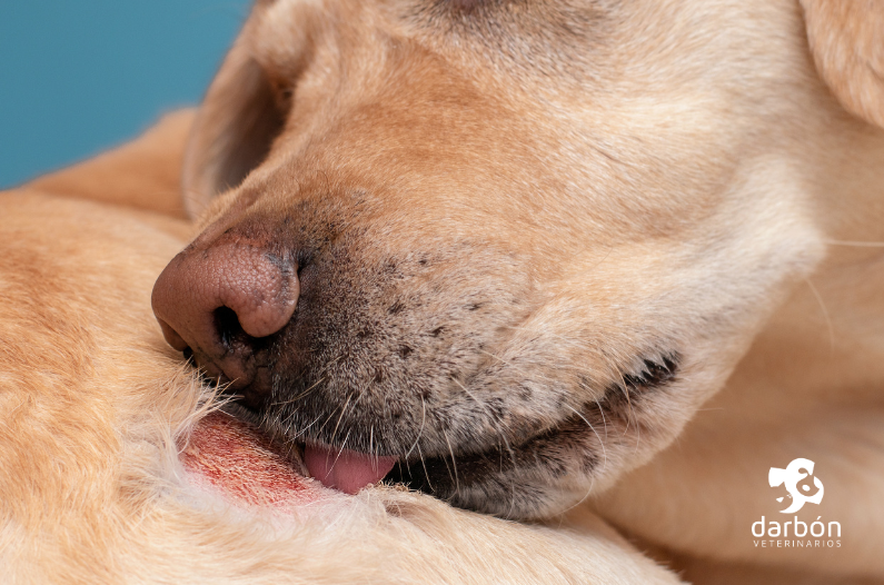 ¿Qué dice su piel? Problemas dermatológicos comunes en perros y gatos