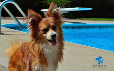 Peligros en piscinas y playas para mascotas: cómo prevenir accidentes este verano