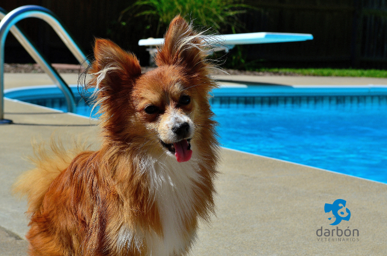 Peligros en piscinas y playas para mascotas: cómo prevenir accidentes este verano