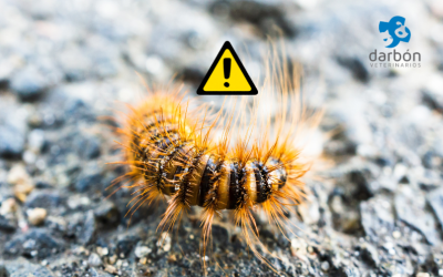 Oruga Procesionaria y Perros: Un Peligro Silencioso Que Debes Conocer