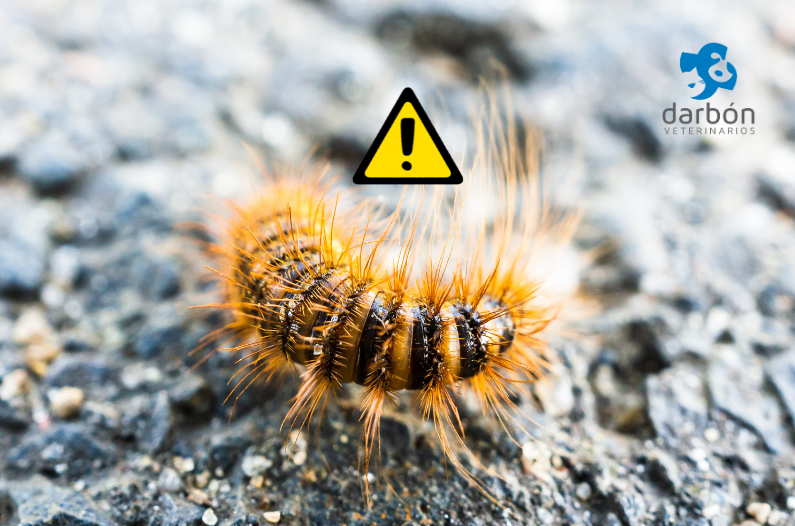 Oruga Procesionaria y Perros: Un Peligro Silencioso Que Debes Conocer