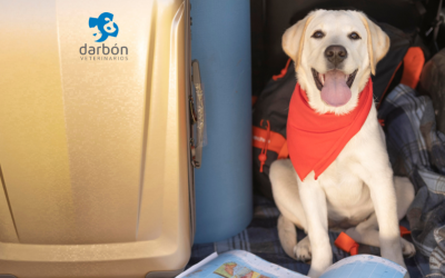¿Vas a viajar con tu mascota este verano? Claves para tutores
