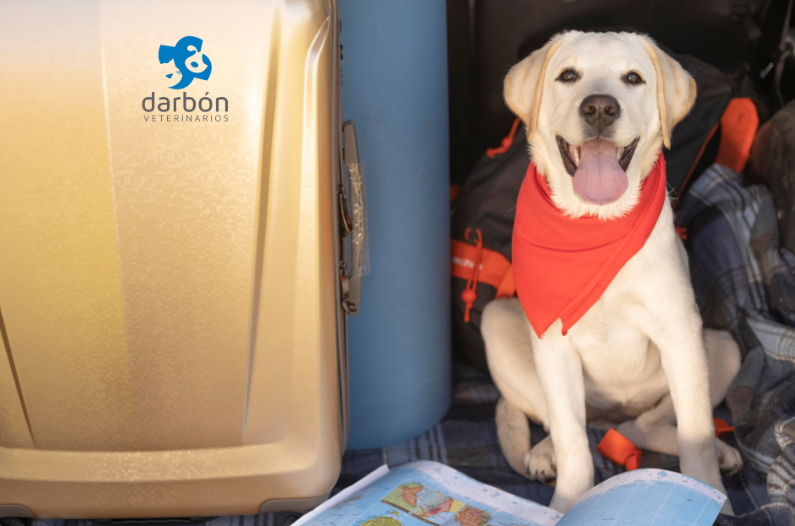 ¿Vas a viajar con tu mascota este verano? Claves para tutores