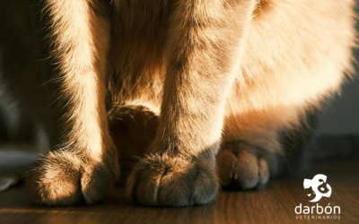 Señales dolor articular mascotas