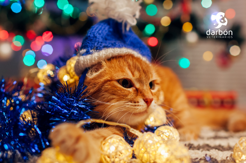 Gato naranja con un gorro navideño azul tumbado y rodeado de múltiples adornos navideños.