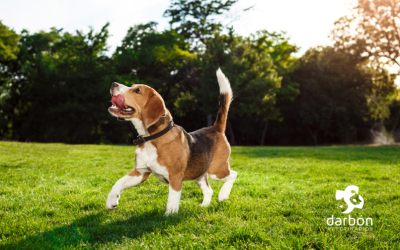Juguetes y actividades para mantener a tu mascota activa en invierno