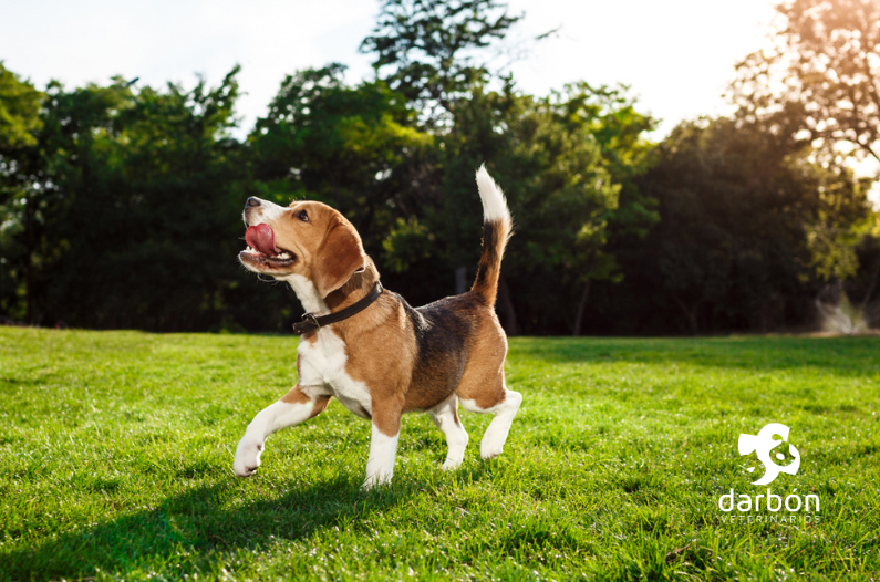 Juguetes y actividades para mantener a tu mascota activa en invierno