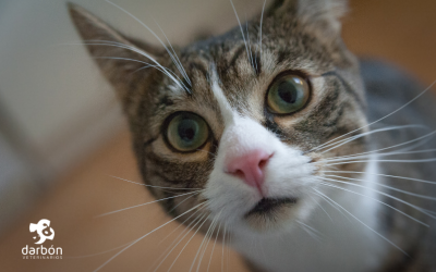 ¿Cómo interpretar el lenguaje corporal en mascotas?