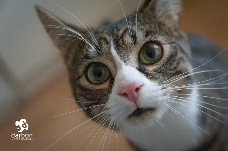 ¿Cómo interpretar el lenguaje corporal en mascotas?