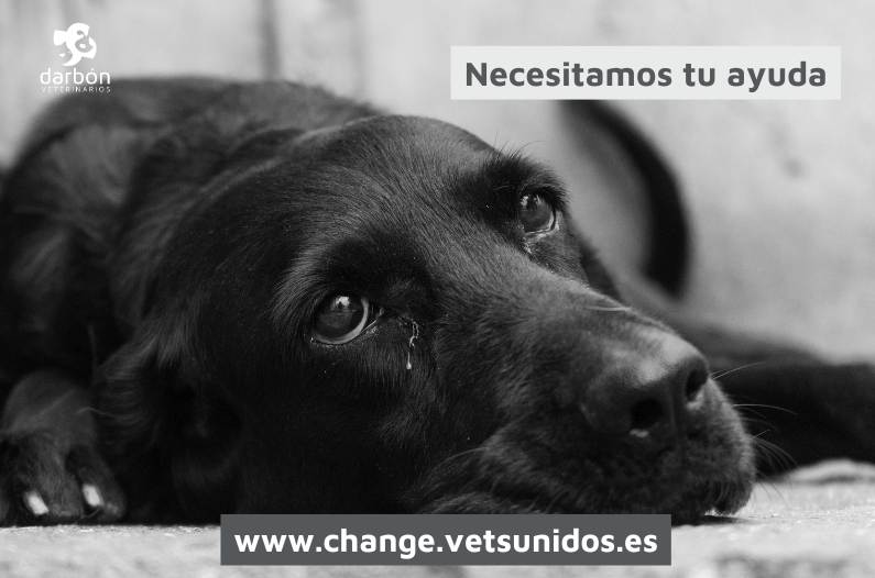 Necesitamos tu ayuda. ¿Qué está pasando con PRESVET?