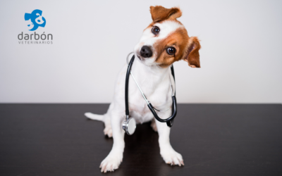 Cómo reducir el estrés de tu mascota en visitas al veterinario