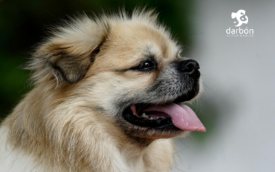 Golpe de calor en mascotas: cómo prevenirlo y actuar a tiempo