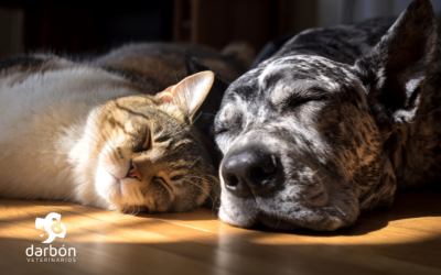 Chequeo sénior: cuidar la salud de tu compañero en su etapa madura