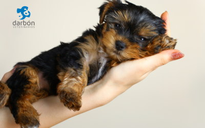 ¿Acabas de adoptar una mascota? Guía básica para nuevos cuidadores