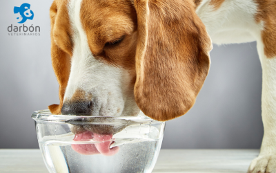 Trastornos hormonales en perros: cuando el equilibrio interno se altera
