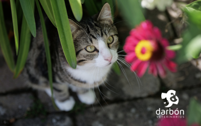 Alergias primaverales en perros y gatos: cómo detectarlas y actuar a tiempo