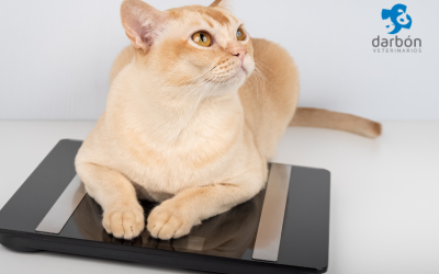 Obesidad en mascotas: cómo prevenirla y mejorar su calidad de vida