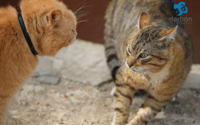 Celos entre mascotas: cómo identificarlos y solucionarlos