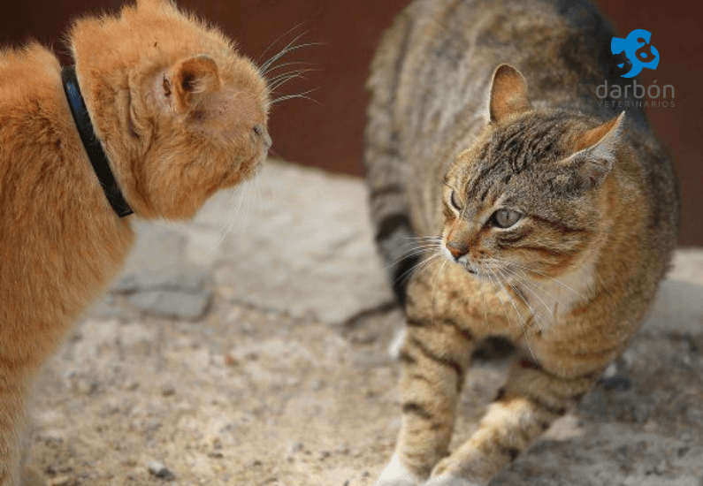 Dos gatos enfrentados por celos entre estas mascotas