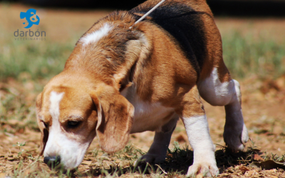 ¿Por qué los perros olfatean todo? El poder del olfato canino y su conexión con el mundo
