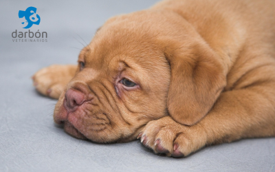 Convulsiones en mascotas: Guía completa de causas y qué hacer