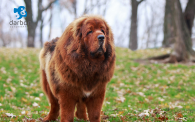 Displasia de cadera en perros: síntomas, tratamiento y cómo mejorar su calidad de vida