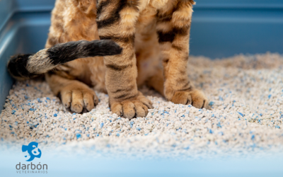 Gato que rechaza el arenero: causas y qué hacer